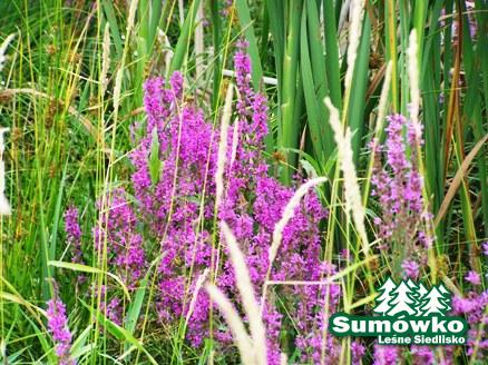 sumowko1 173