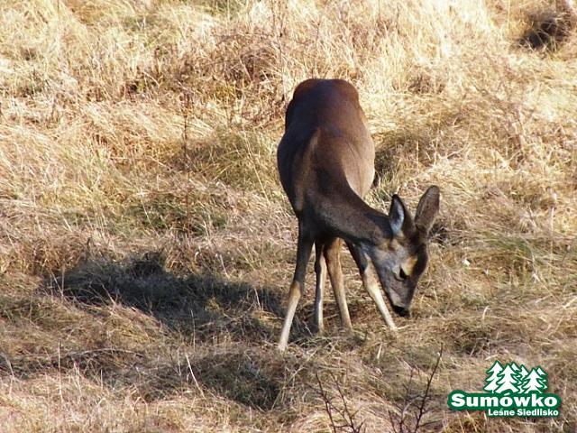Kopia początki fuji 082