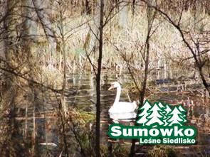 sumowko3 156