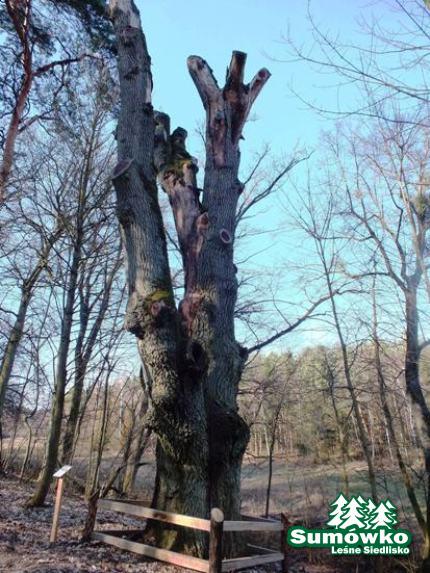 początki fuji 090