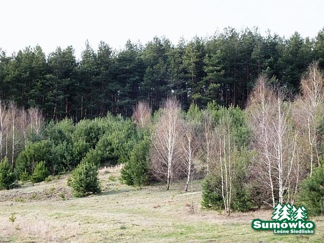 początki fuji 320