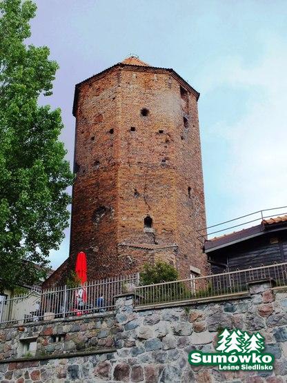 początki fuji 173