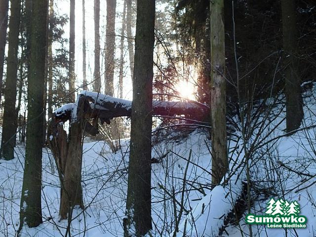początki fuji 368