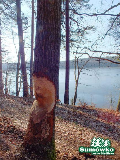 początki fuji 033