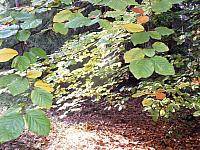 początki fuji 123
