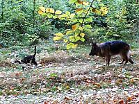 początki fuji 155