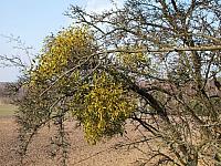 początki fuji 155