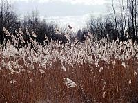 początki fuji 665
