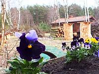 początki fuji 163