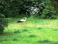 początki fuji 033