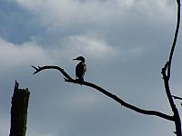 kormoran