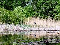 początki fuji 113