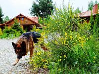 początki fuji 155
