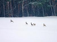 początki fuji 442