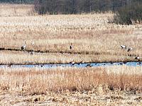 początki fuji 029