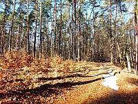 początki fuji 085