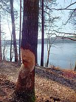 początki fuji 033