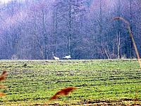 początki fuji 018