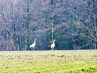 początki fuji 030