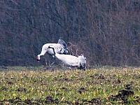 początki fuji 088